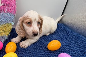 Gomer - Dachshund, Mini for sale