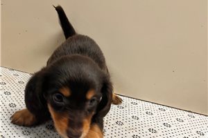 Fido - puppy for sale