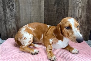 Bubbles - Dachshund, Mini for sale