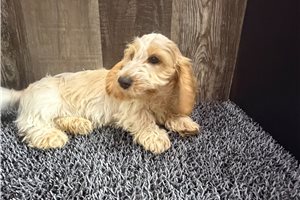 Frankie - Dachshund, Mini for sale