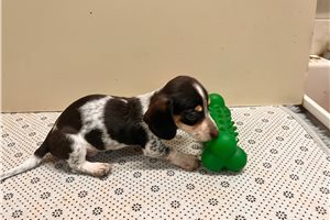 Fudd - puppy for sale