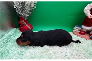 Rexx - puppy for sale