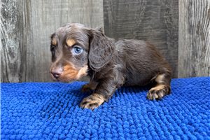 Benny - puppy for sale