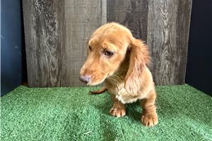 Fern - Dachshund, Mini for sale