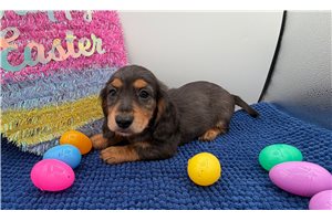 Finn - Dachshund, Mini for sale