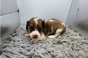 George - Mini Dachshund for sale