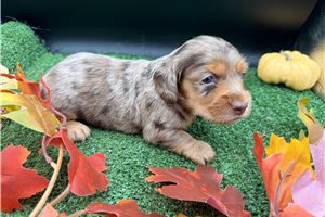 Fudge - Mini Dachshund for sale