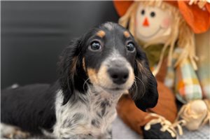 Abe - puppy for sale