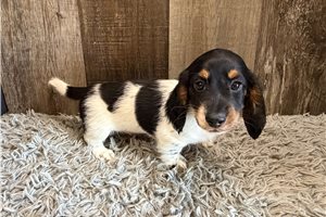 Booker - puppy for sale