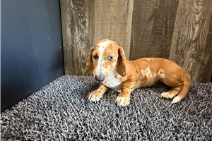 Bubbles - Dachshund, Mini for sale