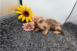 Fanny - Dachshund, Mini for sale