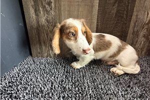 Gizmo - Dachshund, Mini for sale