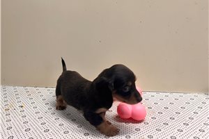 Fanny - puppy for sale