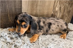 Rascal - puppy for sale