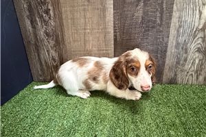 Gizmo - Dachshund, Mini for sale