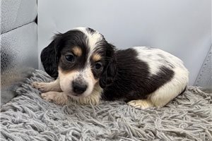 Guss - Dachshund, Mini for sale