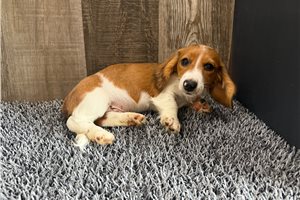 George - Dachshund, Mini for sale