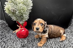Fiona - Dachshund, Mini for sale