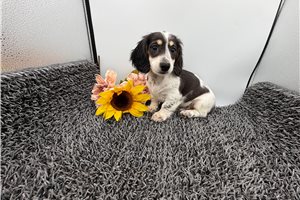 Guss - Dachshund, Mini for sale