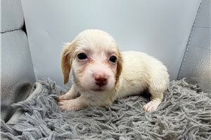 Ginger - puppy for sale