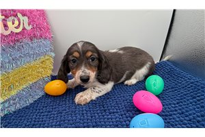 Flora - Mini Dachshund for sale