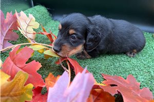 Finn - Mini Dachshund for sale