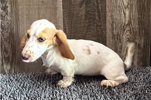 Gomer - Dachshund, Mini for sale