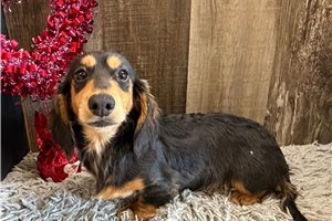 Tubs - Dachshund, Mini for sale
