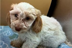 Gabrielle - puppy for sale