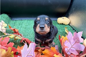 Finn - puppy for sale