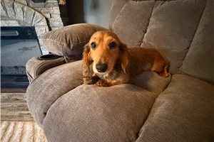 Grumpy - Dachshund, Mini for sale