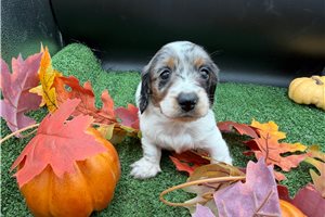 Rosy - Mini Dachshund for sale