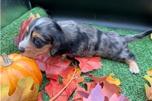 Remi - Mini Dachshund for sale