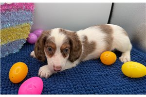 Gizmo - Dachshund, Mini for sale