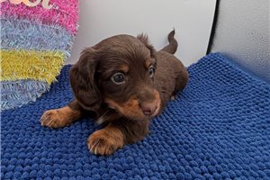 Sherman - Dachshund, Mini for sale