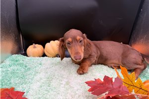 Tisha - Dachshund, Mini for sale
