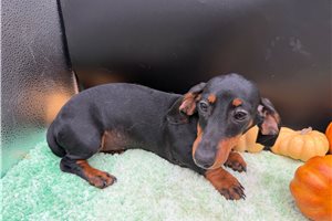 Abbie - Dachshund, Mini for sale