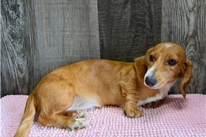 Bonnie - Dachshund, Mini for sale