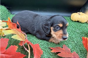 Festus - Dachshund, Mini for sale