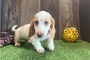 Gomer - Dachshund, Mini for sale