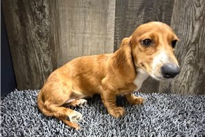 Bonnie - puppy for sale