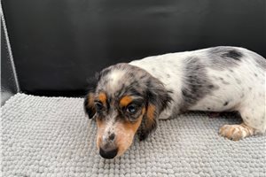 Aden - puppy for sale