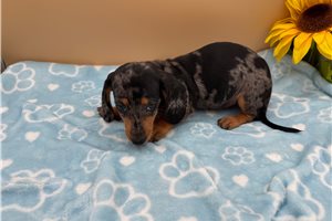 Annie - puppy for sale