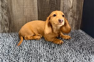 Fern - Dachshund, Mini for sale