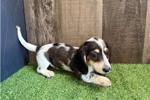 Guss - Dachshund, Mini for sale