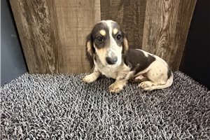 Guss - Dachshund, Mini for sale