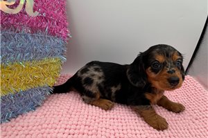 Stormy - Dachshund, Mini for sale