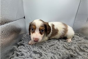 Gizmo - puppy for sale