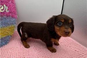 Smarty - Dachshund, Mini for sale