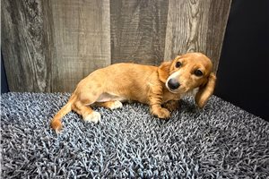 Bonnie - Dachshund, Mini for sale